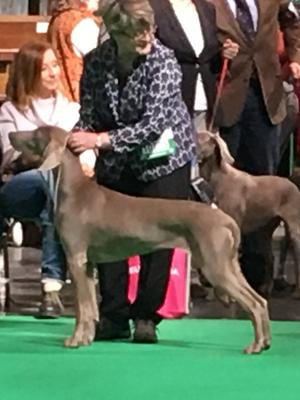 IZZY at Crufts 2016