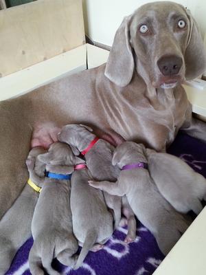 Mojo with her 2017 litter