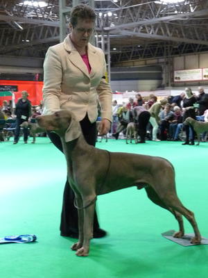 Max wins 2nd place at Crufts 2018