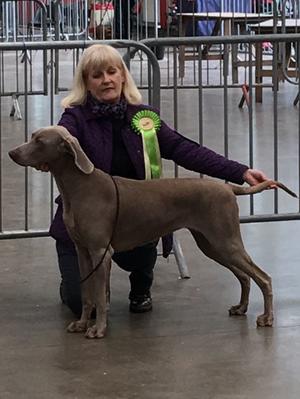 Dolly in the Puppy Gundog Group