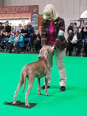 Dolly wins Best Puppy in Breed Crufts 2018