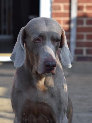 Attie now 9 years old