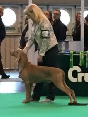 Ego winning 2nd place in Limit Dog