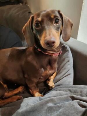 Sweet Hazel