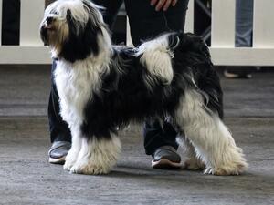 Showing as a pup