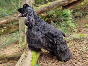 Chase enjoying the woods