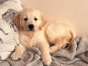 Dog puppy