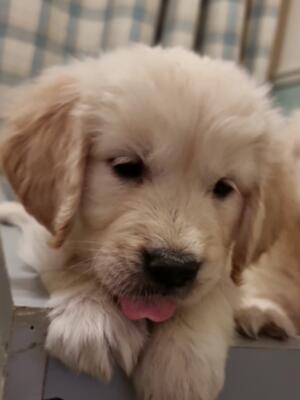 Dog puppy for sale