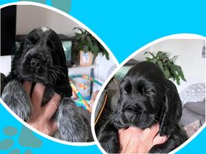 Two 8 week old males