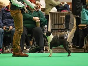1st Limit Dog, Crufts '23