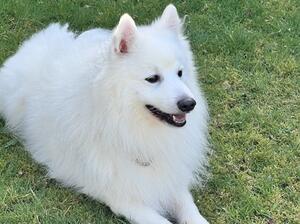 Ch snow princess de La Plaine abyssale Petlinoaws