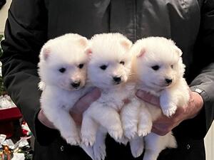 1 Japanese spitz bitch for sale to 5 star home