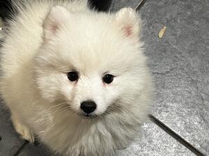 3 Japanese spitz girls