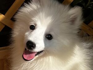 2l lovely male puppies available