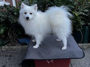Ch snow princess