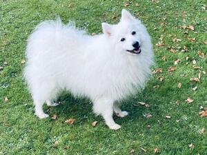 Bailey has sired 3 litters of beautiful puppies
