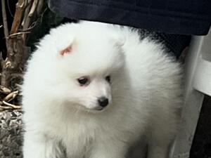 Japanese spitz girl available