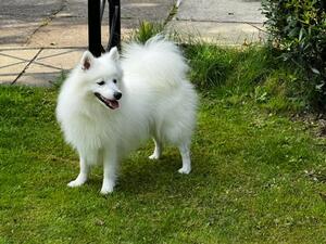 Snow princess de la plaine abyssale at petlinpaws