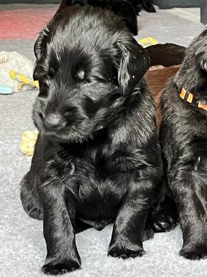 Puppies