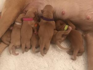 Kenzduo Tides and Penbok Crimson Cascade’s Litter
