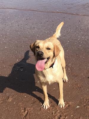 Nala loves the beach