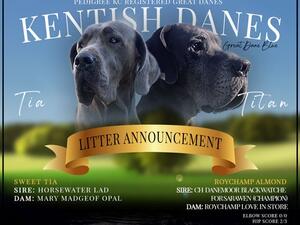 Litter Announcement Puppies now born