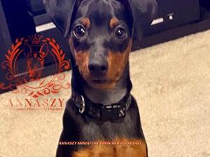 Nero ANNASZY Miniature Pinscher kennel