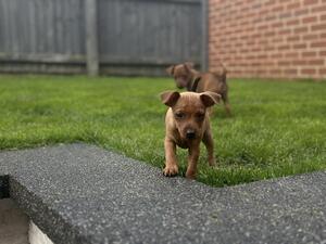 ANNASZY MINIATURE PINSCHER KENNEL