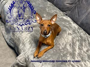 Chicka ANNASZY MINIATURE PINSCHER KENNEL
