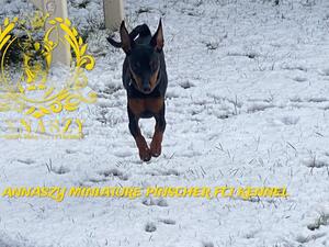 Zak ANNASZY MINIATURE PINSCHER KENNEL