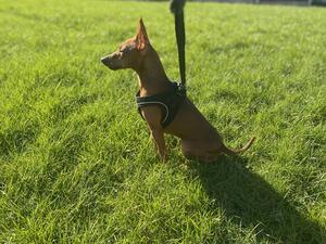 Chicka ANNASZY MINIATURE PINSCHER KENNEL