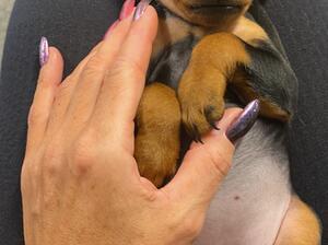 Black-tan baby girl