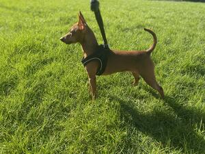 Chicka ANNASZY Miniature Pinscher Kennel