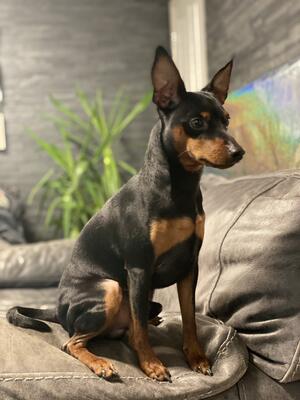 Zak ANNASZY MINIATURE PINSCHER KENNEL