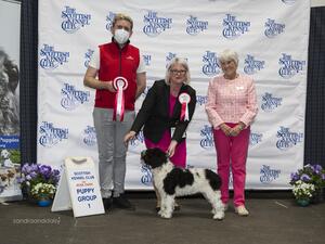 Fiadh at her first Championship Show