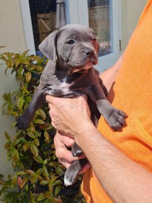 LagoBlue Sweet Pea