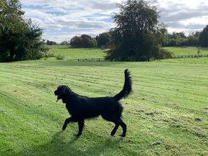 Strutting his stuff