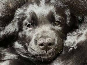 Bentley - the cutest litter boy