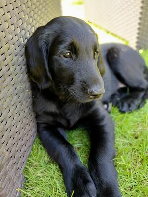 Bentley aged 5 months