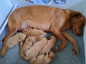 mother and pups