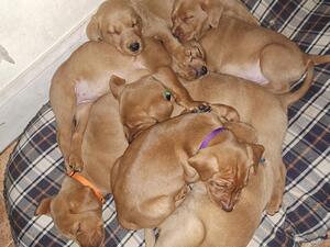 sleeping pups