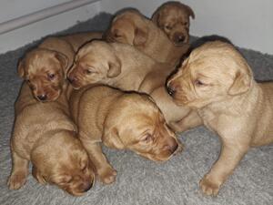 puppies