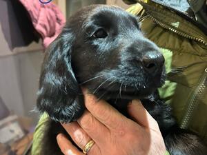 Available female puppy