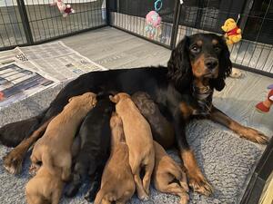 Incas last litter