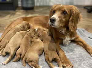 Saffie and pups
