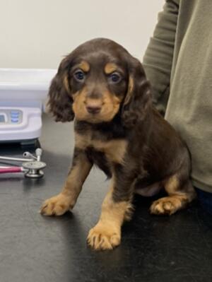 Puppy from last litter