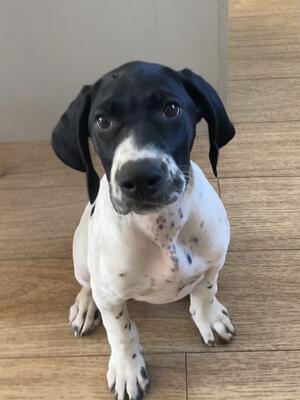 Stunning Puppy. Black and white ticked boy