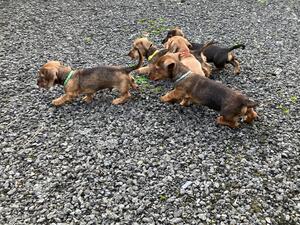 Fabulous litter by Ridanflight Remo
