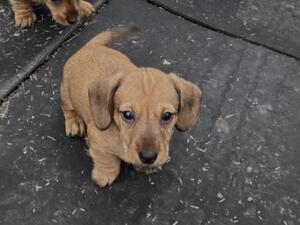 Wilbur red dog . Active / healthy puppies .