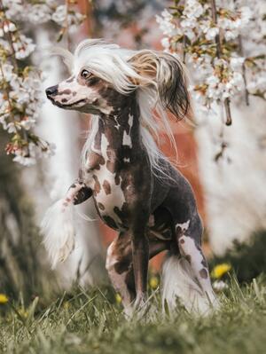 Twiglet